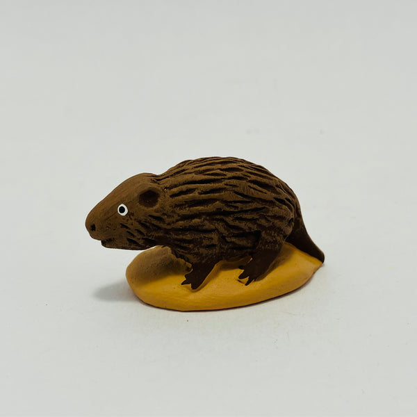 Ragondin 7 à 9 cm